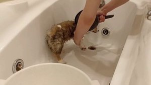 купание щенка корги.