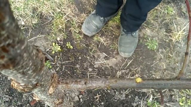 Секатор для прививания деревьев с aliexpress смотреть онлайн