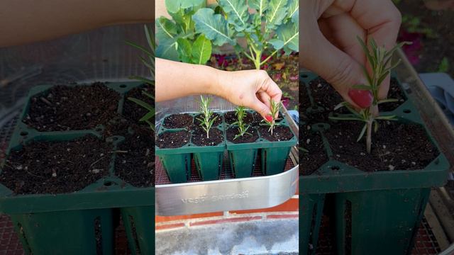 Propagating Rosemary with @sandraurbangarden