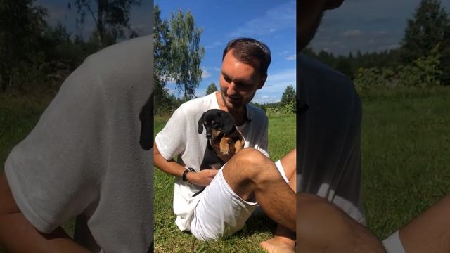 Дай, Джим, на счастье лапу мне | Сергей Есенин | Собаке Качалова #СтихияТворения #ЛюбовьДоПУСИнения