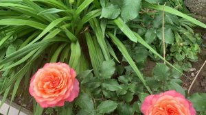 Роза «Альбрехт Дюрер».