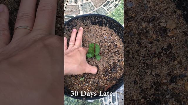 How to grow Gerbera flowers смотреть онлайн