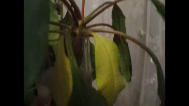 Молочай Беложильчатый-8. Как укоренить ветку в воде? Молодые листья смотреть онлайн