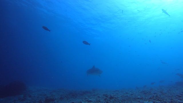 Дайвинг с тигровыми акулами. Фувамула 2023г. смотреть онлайн