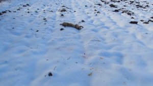 Орлан Белохвост уничтожил Лису!Убить Белохвоста?