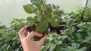 Цветочный бизнес 1-й год (2020). Обзор рассады цветов №4.