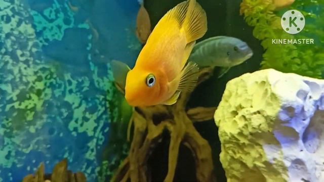 Восстанавливающая и расслабляющая музыка/релаксация/медитация/для сна/снимает стресс и негатив смотреть онлайн