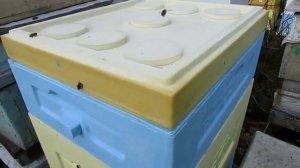 проблемы улья из дерева, при весеннем развитии пчел, и что с этим делать