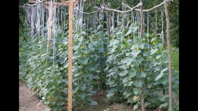 ????ОПОРА ДЛЯ ВЬЮЩИХСЯ ОГОРОДНЫХ РАСТЕНИЙ СВОИМИ РУКАМИ. Обзор опор и шпалер для огорода
