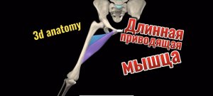 3d anatomy. Длинная приводящая мышца.