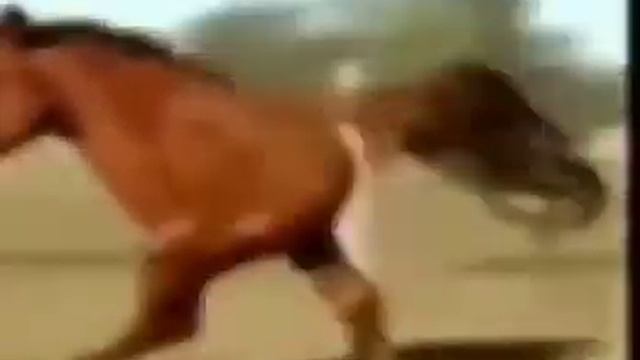 Половина лошади смотреть онлайн