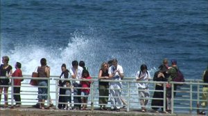 【K】USA Travel-San Diego[미국 여행-샌디에이고]라호야 해변의 물개/La Jolla beach, Wild Seals/La Jolla Cove/California