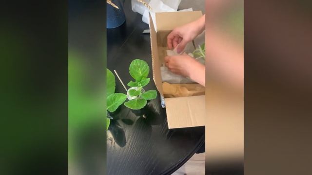 Распаковка посылки с Глоксиниями от Павлюк Надежды Павловны смотреть онлайн