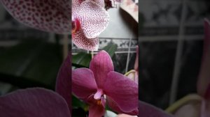 Красота спасет мир!  Орхидеи Вивальди, Сарасто,, Сезам, Дикий  кот.