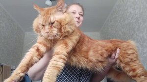 Кот Джокер, Мейн кун.  Очень огромный кот.