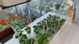 Ржавчина на фиалках.Причины и лечение. Фиалки от листочка до цветочка. Путь новичка 27 серия