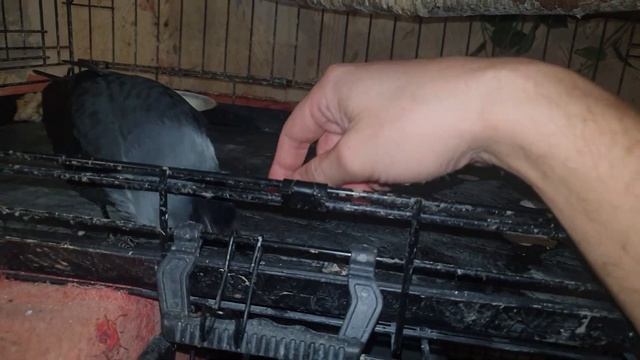 Галка Хватайка стал красавцем смотреть онлайн