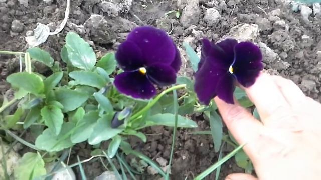 Виола в первый год цветения. Флокс из черенка.