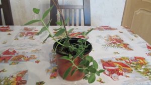 Результат укоренения седума (очиток видный) из букета.