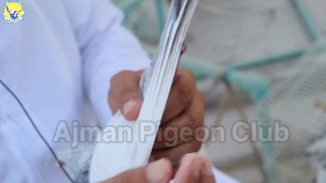 Achay Kabotar Ki Kunday Or Bagal Ki Par Ki Pehchan|Ustad Ali Alamiri|Information|Tips|Discussion