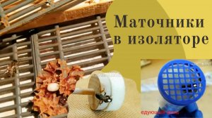Пчёлы. Семья на трех корпусах. В изоляторе маточники.