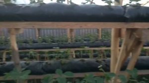 Малообъемка клубника! Месяц после посадки!