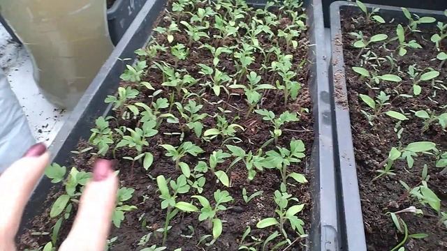 Напоите РАССАДУ ЭТОЙ болтушкой СТВОЛЫ будут Толстые, листья ЖИРНЫЕ смотреть онлайн