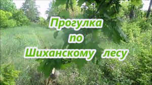 Прогулка по Шиханскому лесу