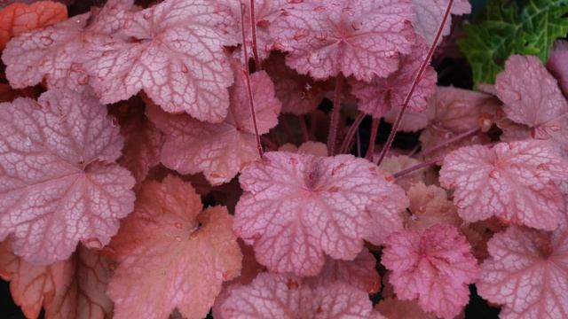 Tuto jardin: Heuchera Beaujolais: photos de fleurs et de plantes vivaces смотреть онлайн
