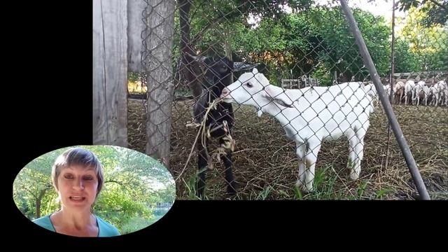 ❤️Козы.Вопросы по козоводству. Содержание коз.Электропастух.Сколько молока у наших коз.6 июня 2020 смотреть онлайн