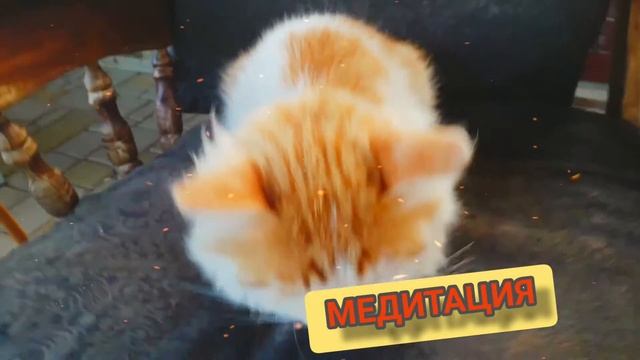 Кот-кексик медитация? смотреть онлайн