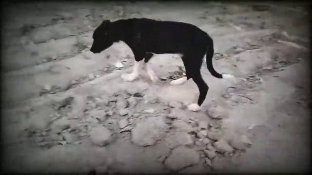 Итлар жанги Itlar jangi Alabay - смотреть видео онлайн от «Собачьи и ...