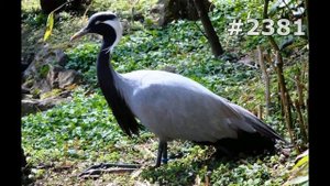 #2381. Журавли (В мире животных)