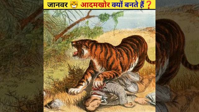 Lion vs Tiger #science #sciencefacts смотреть онлайн