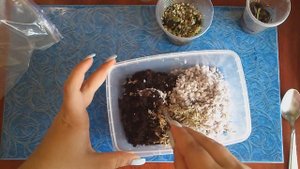 Венерина мухоловка (Dionaea muscipula): размножение листовым черенком