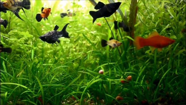 Сагиттария субулата (Sagittaria subulata) Стрелолист шиловидный. смотреть онлайн