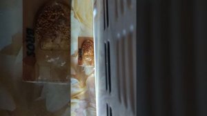 Возвращение фараоновых муравьев . Суперсредство .