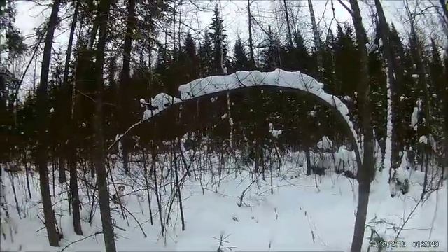 охота на зайца беляка с русской гончей.13 заяц сезона смотреть онлайн