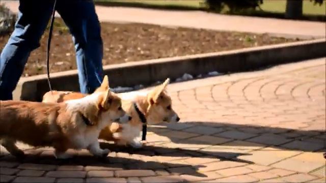 вельш корги пемброк 3,5 месяца Ривер и Шика 19032022 смотреть онлайн