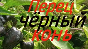 Перец  "Черный конь"