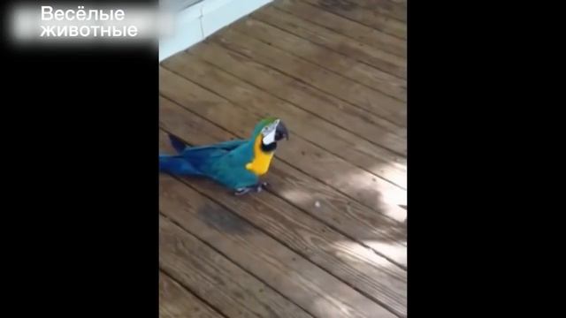 Смешные попугаи достают кошек - Приколи попугаи и кошки - смешное видео, приколы, смотреть онлайн