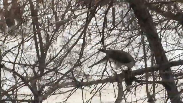 Обед хищной птицы в городе. смотреть онлайн