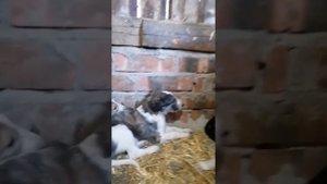 русская псовая борзая щенки. продажа