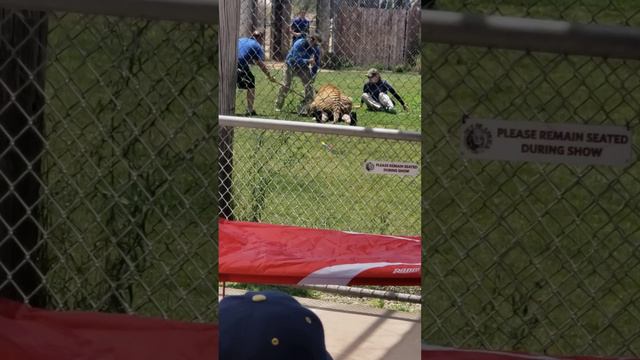 Man gets attacked by tiger