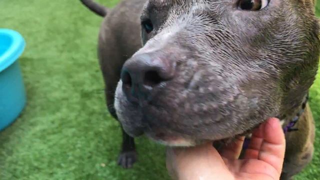 Kallyn A1107769 dainty and delicate joy смотреть онлайн