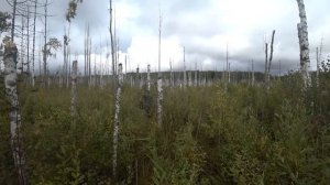 МЫ ДУМАЛИ ПРОСТО ПОГУЛЯЕМ ПО ЛЕСУ, А ПРИШЛОСЬ ЦЕЛЫЙ ДЕНЬ ТАСКАТЬ РЕЛЬСЫ!!! УДАЧНЫЙ КОП МЕТАЛЛА!