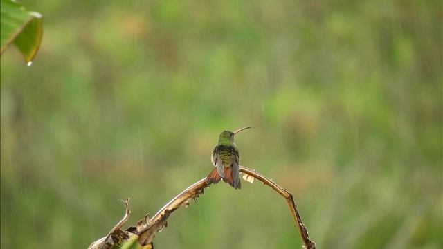Шум дождя для сна / 60 Минут смотреть онлайн