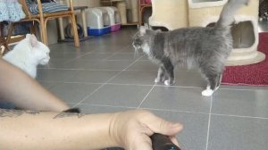 Белая кошка и любопытный серый кот