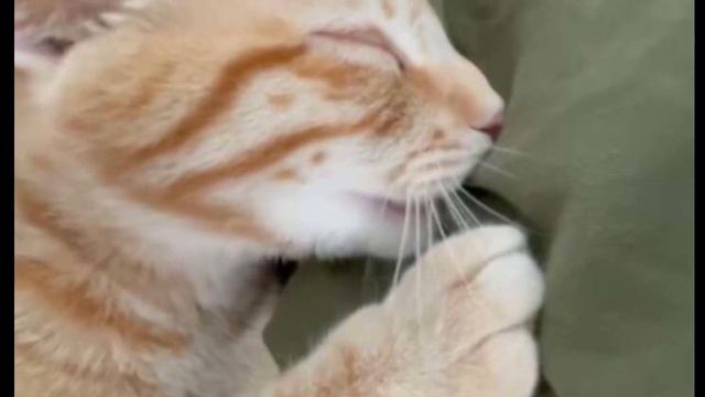 Мужчина нашел котенка возле своего гаража и понял, что он не такой как все и вот почему смотреть онлайн