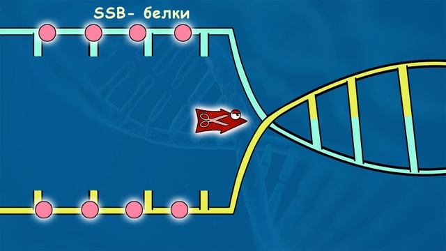 РЕПЛИКАЦИЯ ДНК за 5 минут ! смотреть онлайн
